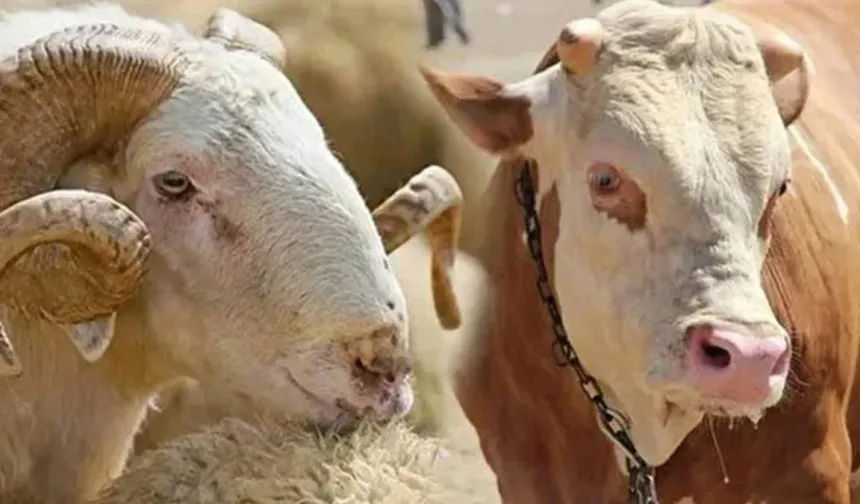 Kahramanmaraş’ta Kurbanlık Fiyatları Açıklandı: İşte Güncel Kilo Fiyatları