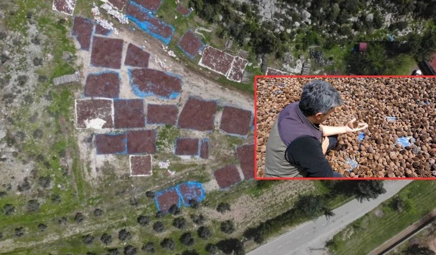 Kahramanmaraş'ta milyonlarca tohum sahaya iniyor!