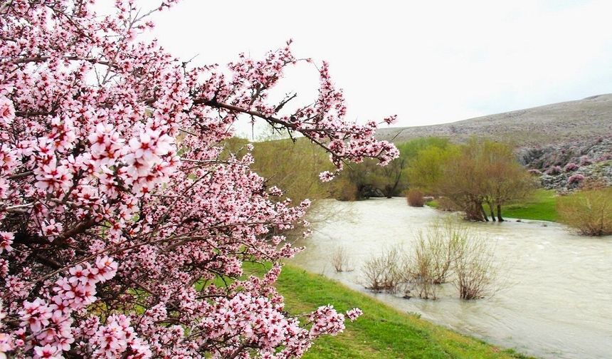 Kahramanmaraş'ta pembe çiçeklerin görsel şöleni başladı