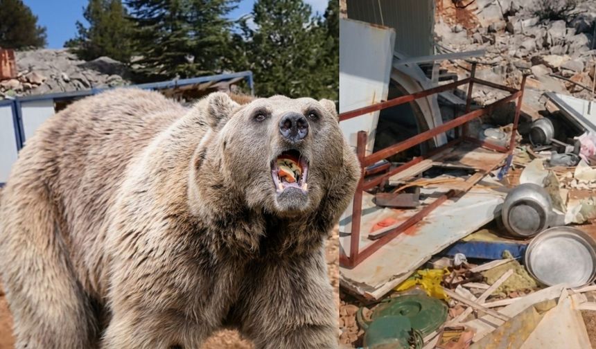 Kahramanmaraş’ta şantiyeye ayı saldırdı, her şeyi parçaladı