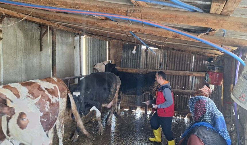 Kahramanmaraş’ta şap hastalığı alarmı! Aşılama seferberliği başladı