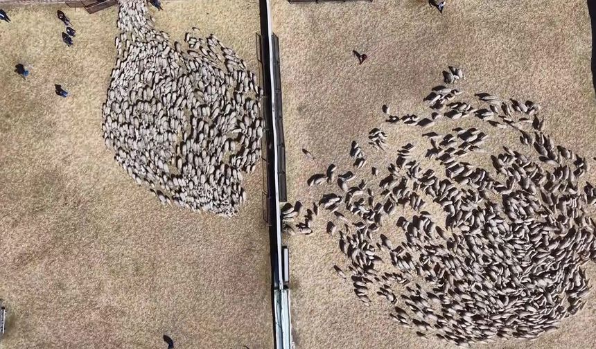 Kuzular anneleriyle buluştu, sevgi yumağı dron kamerasında
