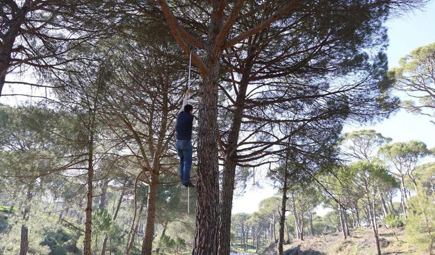 Metrelerce Yükseklikte Çam Fıstığı Toplayan İşçiler Görenleri Şaşırtıyor