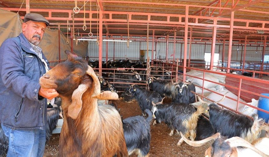 Kahramanmaraş’ta kasap esnafı kurbanlık fiyatlarında indirim yaptı