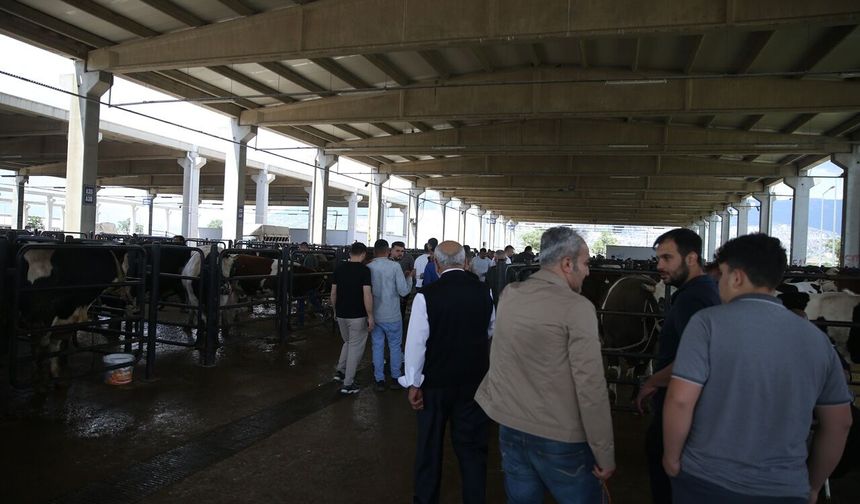 Kahramanmaraş’ta Kurbanlık Alışverişi Hızlandı: Pazarlar Dolup Taşıyor