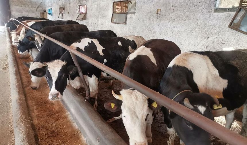 Kahramanmaraş'ta kurbanlıklar görücüye çıktı! Pazarlık başladı