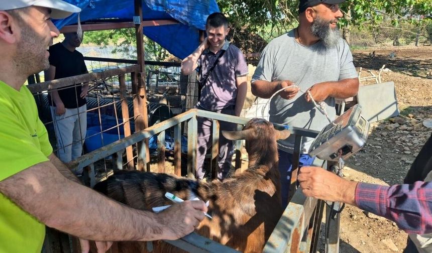 Kahramanmaraş’ta Yetim ve Depremzede Ailelere Canlı Kurbanlık Desteği Verildi