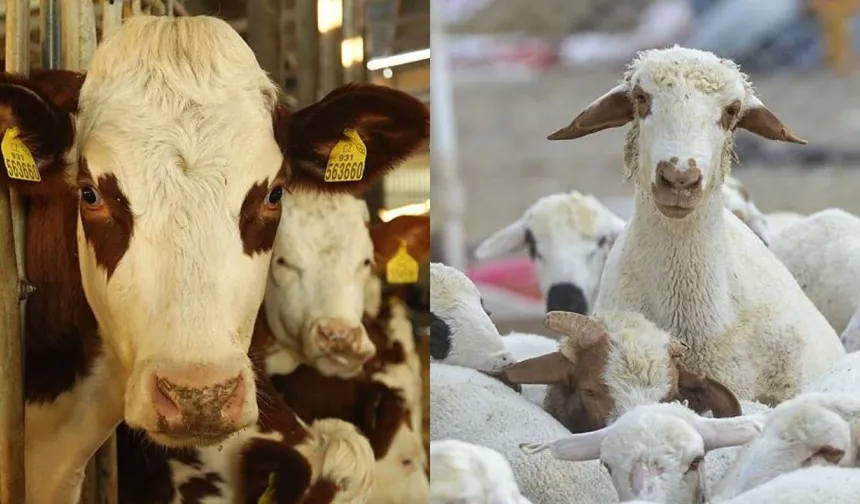 Onikişubat Belediyesi’nden Kurban Kesimi Uyarısı! Kurallara Uymayana Ceza Uygulanacak