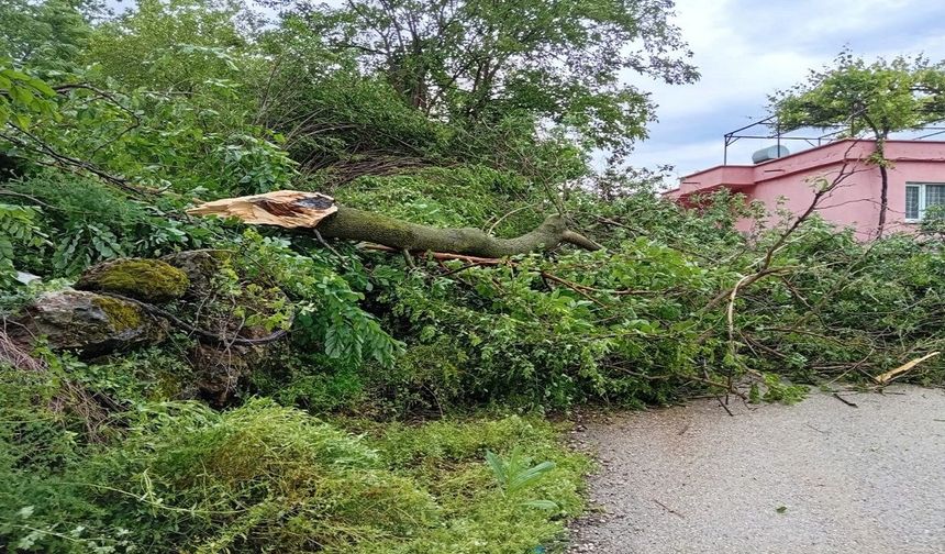 Osmaniye Düziçi’nde dehşet anları: Hortum ağaçları kökünden söktü