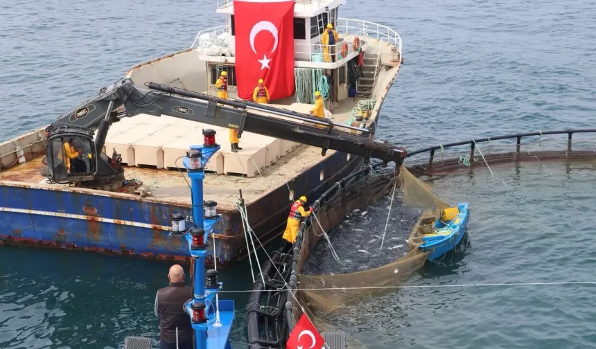 Türk somonunda rekor üretim! 75 bin tonla dünyaya açıldık