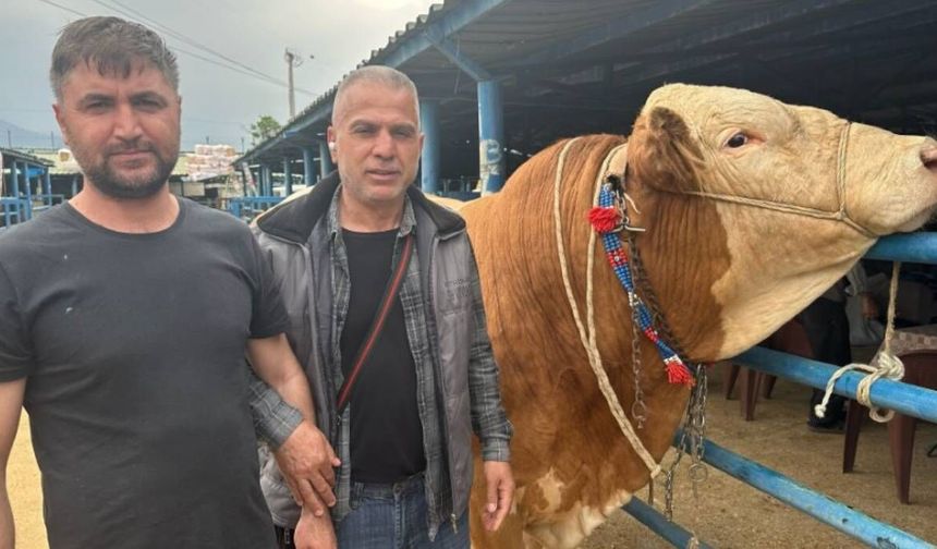 "Bayram" görücüye çıktı: 1 ton 200 kilogram