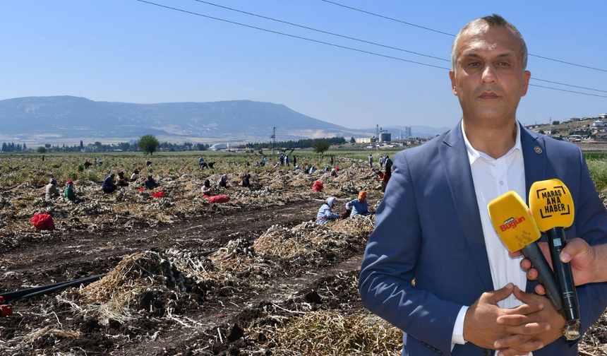 Kahramanmaraş Ziraat Odası Başkanı Açıkladı: Sarımsakta Kalite ve Verim Yüksek