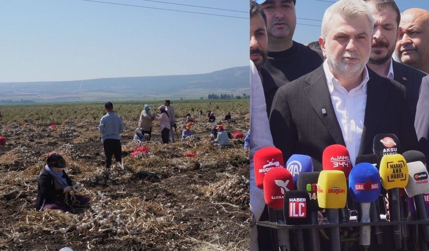 Kahramanmaraş'ta Beyaz Altın Hasadı Başladı