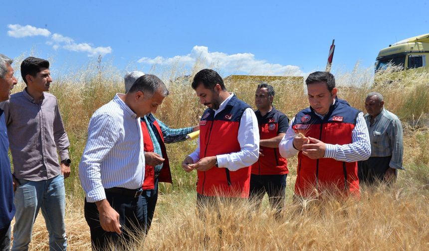 Kahramanmaraş’ta buğday hasadı mesaisi başladı