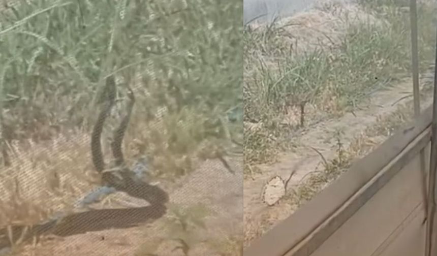 Kahramanmaraş’ta Çiftleşen Yılanlar Görüntülendi