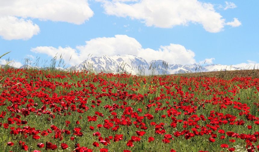 Kahramanmaraş’ta Gelincik Tarlaları Kartpostallık Görüntüler Oluşturdu