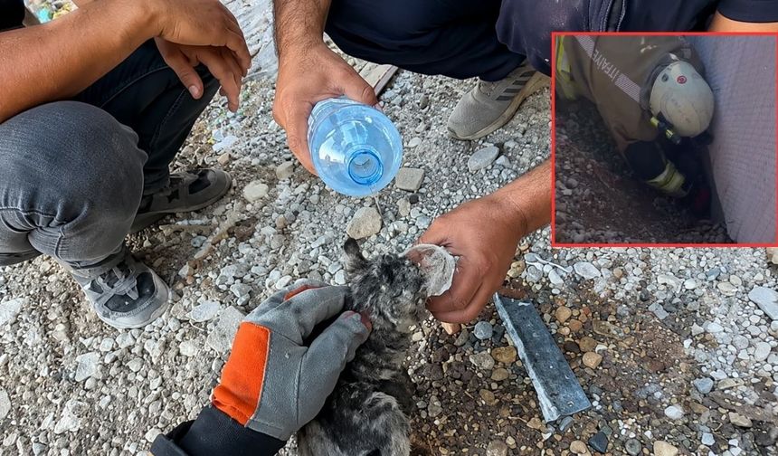 Kahramanmaraş’ta Hafriyat Altında Kalan Kedi Kurtarıldı
