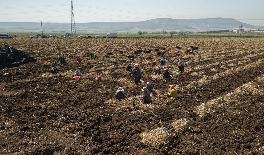Kahramanmaraş’ta Kadınlar Güneşin Altında Geçim Savaşı Veriyor