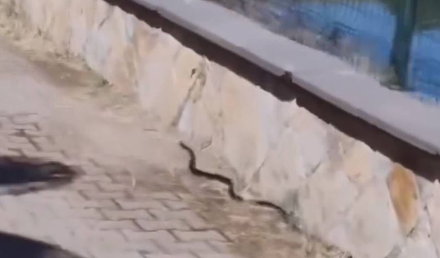 Kahramanmaraş'ta mesire alanında yılan paniği