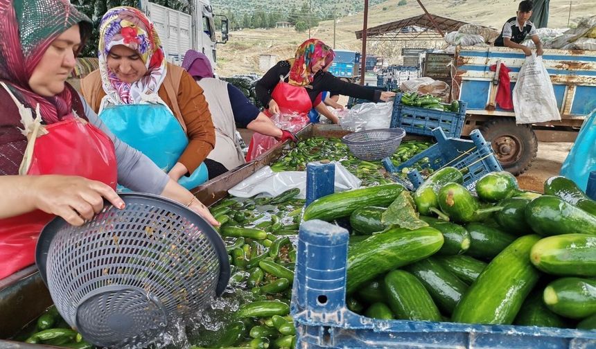 Kahramanmaraş'ta salatalık hasadı; tarlalar bereket saçıyor