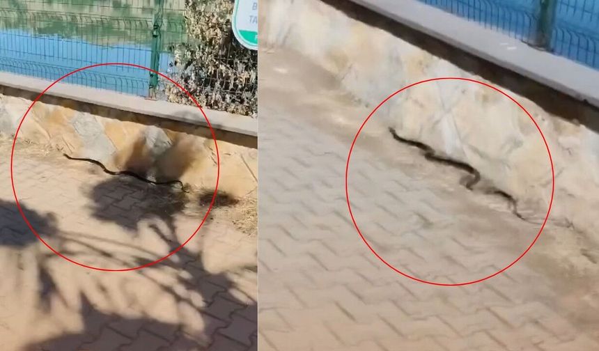 Kahramanmaraş’ta yılan paniği! Menzelet ve Hasankendi’de peş peşe görüldüler
