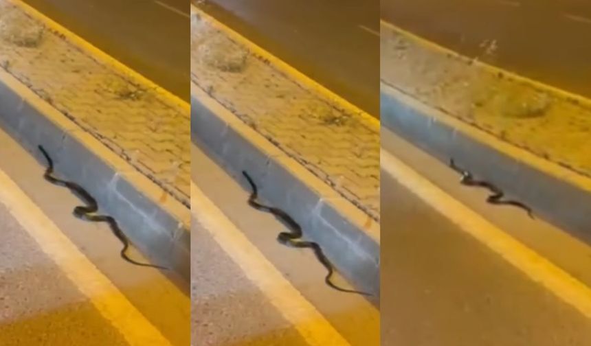 Kahramanmaraş’ta Yılanlar Şehre İndi!