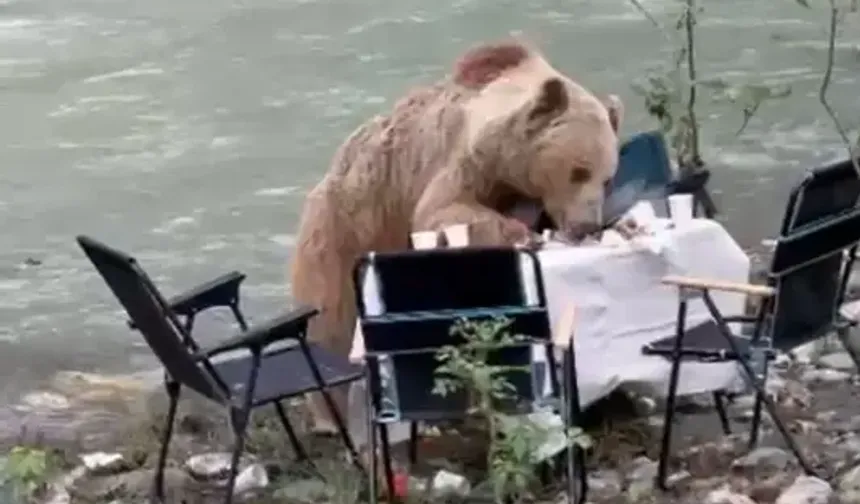 Piknik masasına gelen ayı kamerada