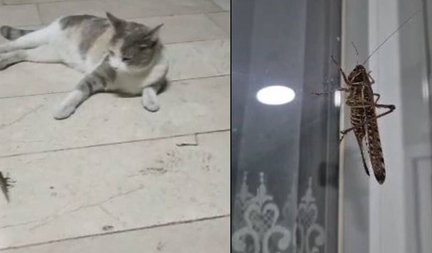 Dev çekirge hareketliliği: Birçok yerde görüntülendi