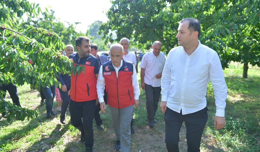 Andırın’da kiraz hasadı başladı! Dünya pazarına açılıyor