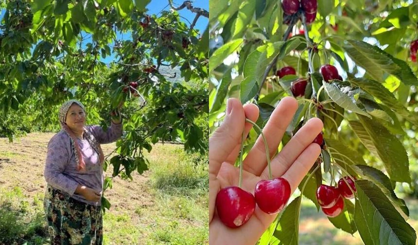 İngiliz Kraliyet ailesinin ilgi gösterdiği Andırın Çığşar kirazının hasadı başladı