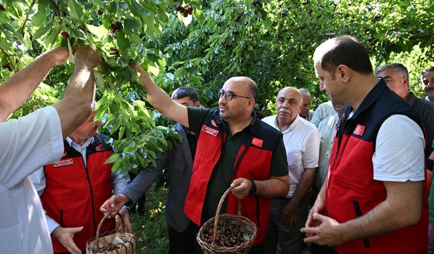 Kahramanmaraş'ta 1600 metre rakımda yetişen Çığşar kirazı, Avrupa pazarına ihraç ediliyor