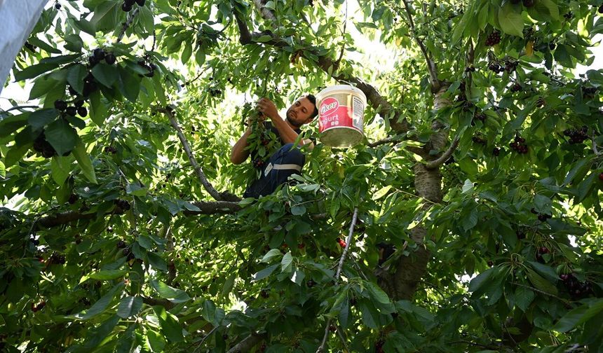 Kahramanmaraş'ta 60 Yıllık Başarı Hikâyesi! Çığşar Kirazı Avrupa'ya İhraç Ediliyor