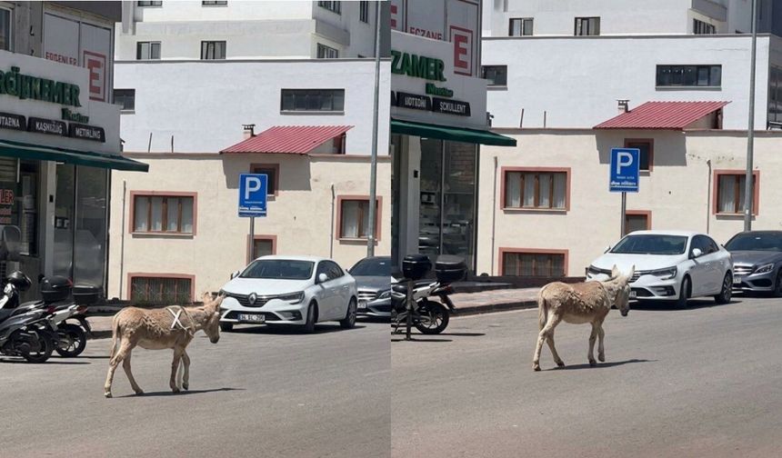 Kahramanmaraş'ta ana yola çıkan başıboş eşek trafiği felç etti