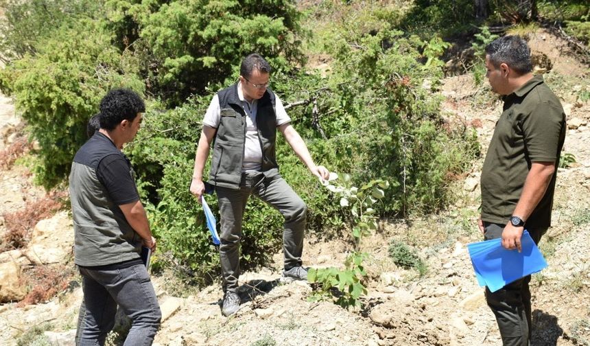 Kahramanmaraş'ta Binlerce Kestane ve Ihlamur Fidanı Dikildi