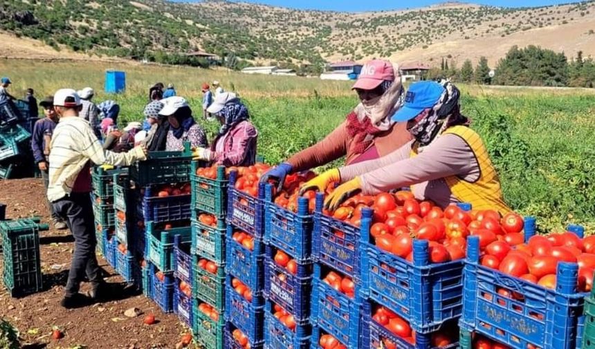 Kahramanmaraş’ta köy domatesi ve salkım domates fiyatları