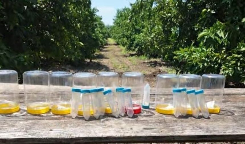 Kahramanmaraş'ta Narenciye Bahçelerine Faydalı Böcek Salındı