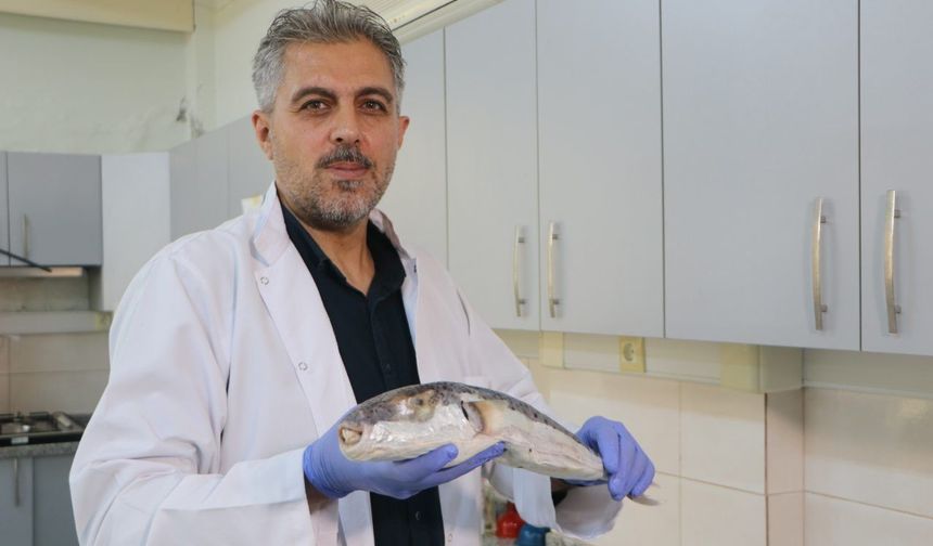Akdeniz'de tatil yapacaklar dikkat ölüm saçan o canlılar kıyılara akın etti