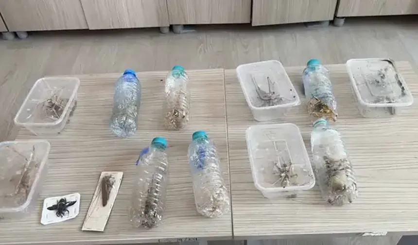 Çekirge toplayan 2 kişiye 1,4 milyon lira ceza
