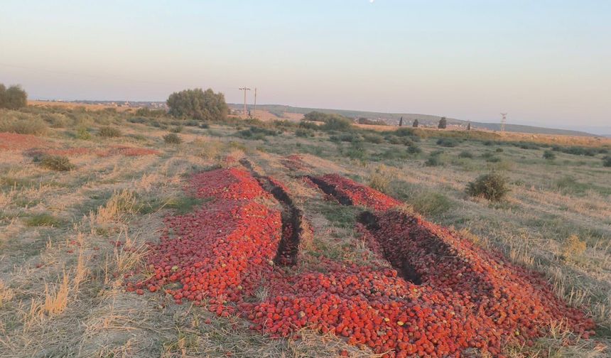 Meraya dökülen domatesler için açıklama geldi! Fiyatlarla ilgisi var mı?