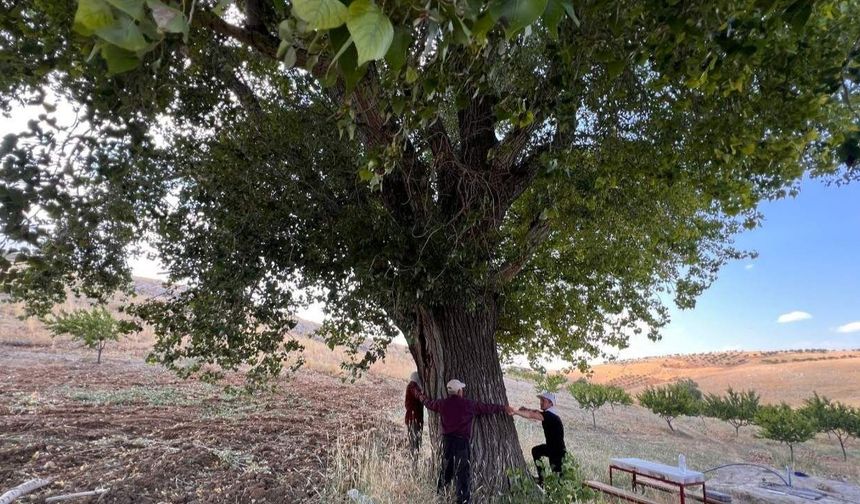Kahramanmaraş’ta 300 yıllık kavak ağacı görenleri hayran bırakıyor