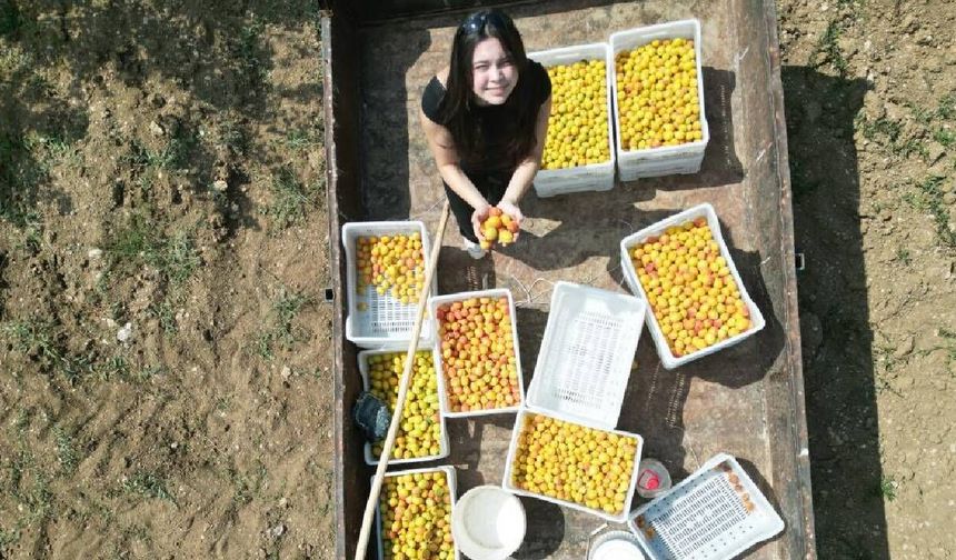 Kahramanmaraş'ta, susuz bölgede 500 kayısı ağacı yetiştirip 4 ton verim aldı