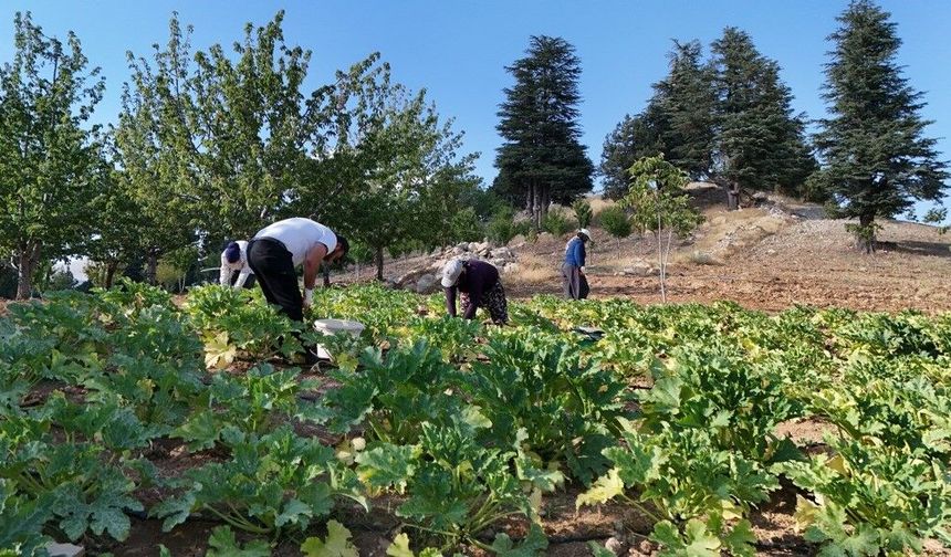 Kahramanmaraş’ta Fabrika İşçiliğini Bıraktı, Kabak Üreticisi Oldu