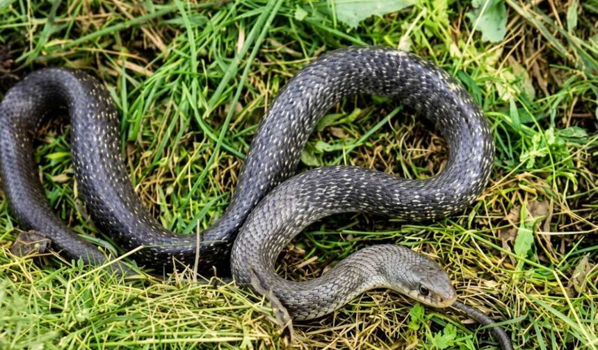 Kahramanmaraş'ta korkutan anlar! Bahçede dev yılanı görünce şoke oldu