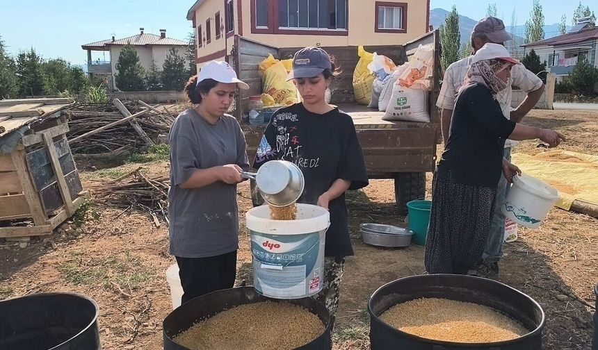 Kahramanmaraş'ta okuyan öğrenci tarlada çalışıyor