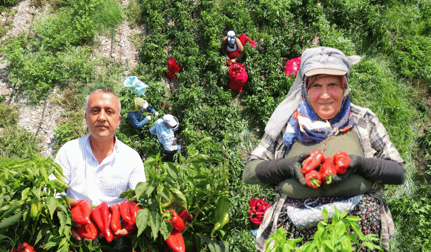 Kahramanmaraş'ta salçalık biber hasadı başladı!