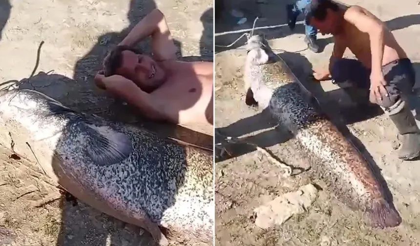 Oltadan Çıkan Balığı Gören Gözlerine İnanamadı! Tam 78 Kilo