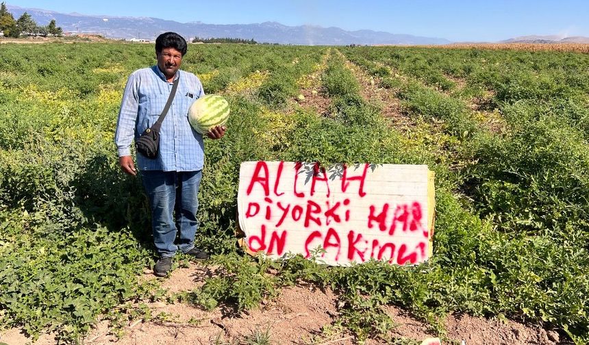 Karpuz hırsızlarıyla başa çıkmak için kibar ikaz: ’Allah diyor ki haramdan sakının’