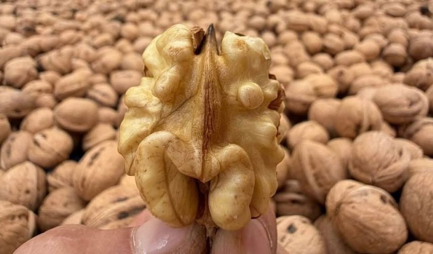 Kahramanmaraş cevizinde hasret sona erdi! Yeni mahsul tezgâhta