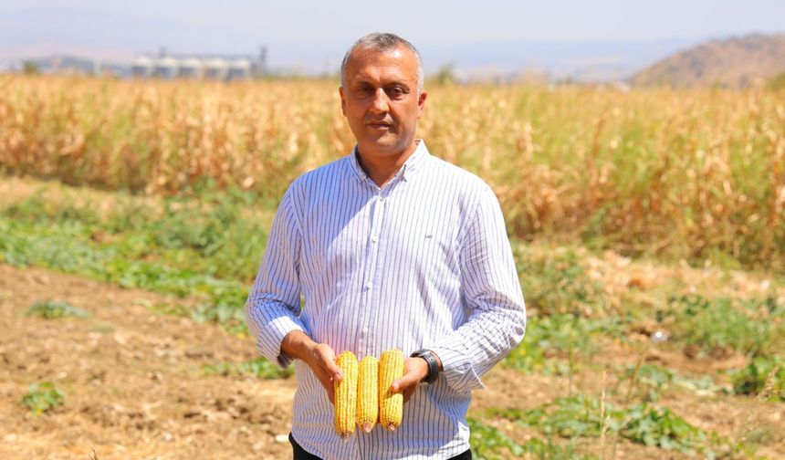 Kahramanmaraş ta mısır hasadı başladı aşırı sıcaklar verimi vurdu!