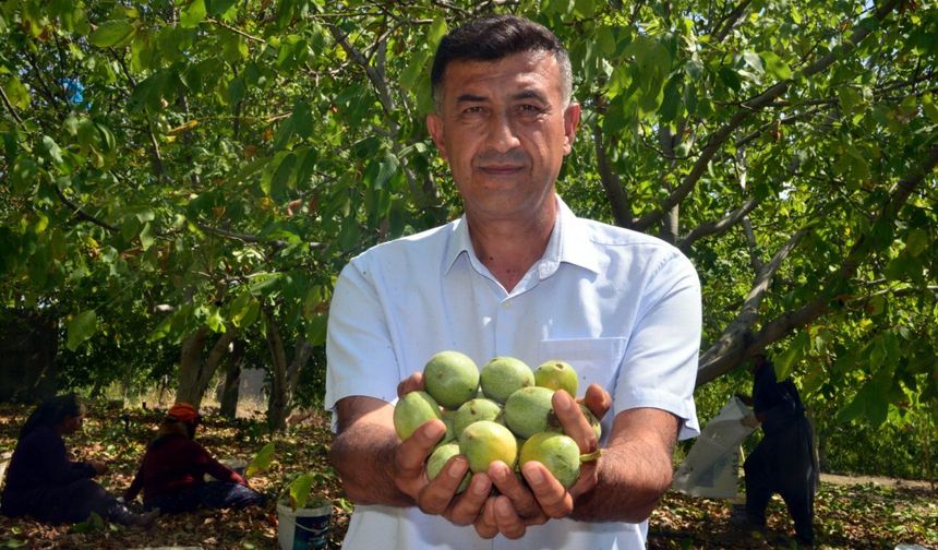 Kahramanmaraş’ın ‘yeşil altını’nda hasat başladı